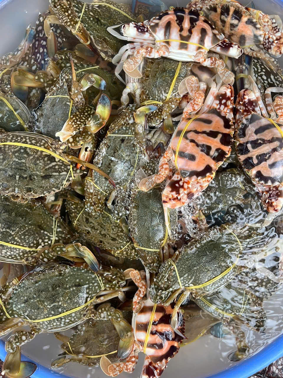 Bảng size ghẹ xanh Vũng Tàu